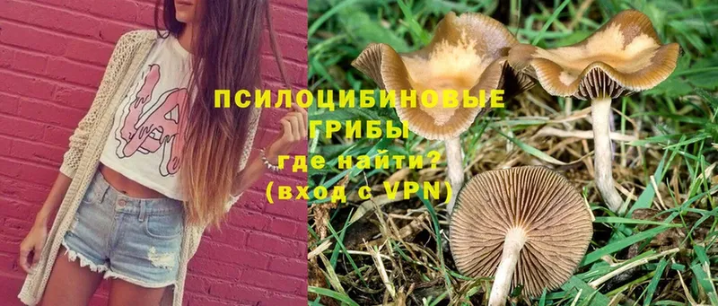 Галлюциногенные грибы GOLDEN TEACHER  Медногорск 